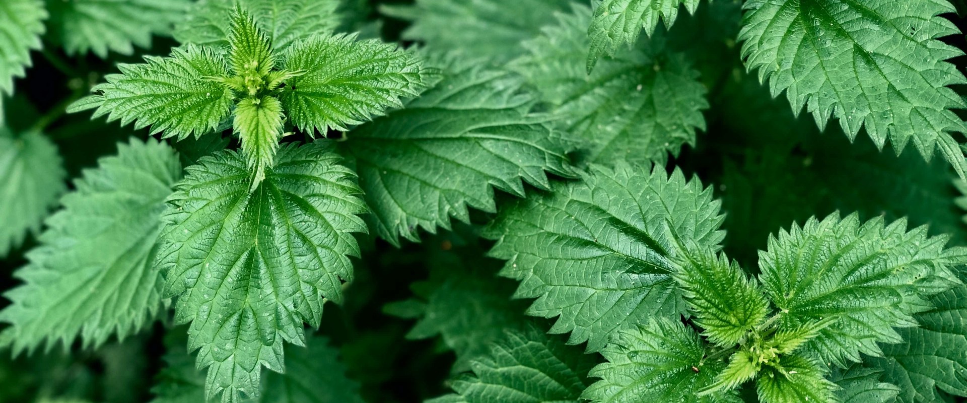 Exploring the Remarkable Benefits of Nettle Tea for Kidney and Liver Health