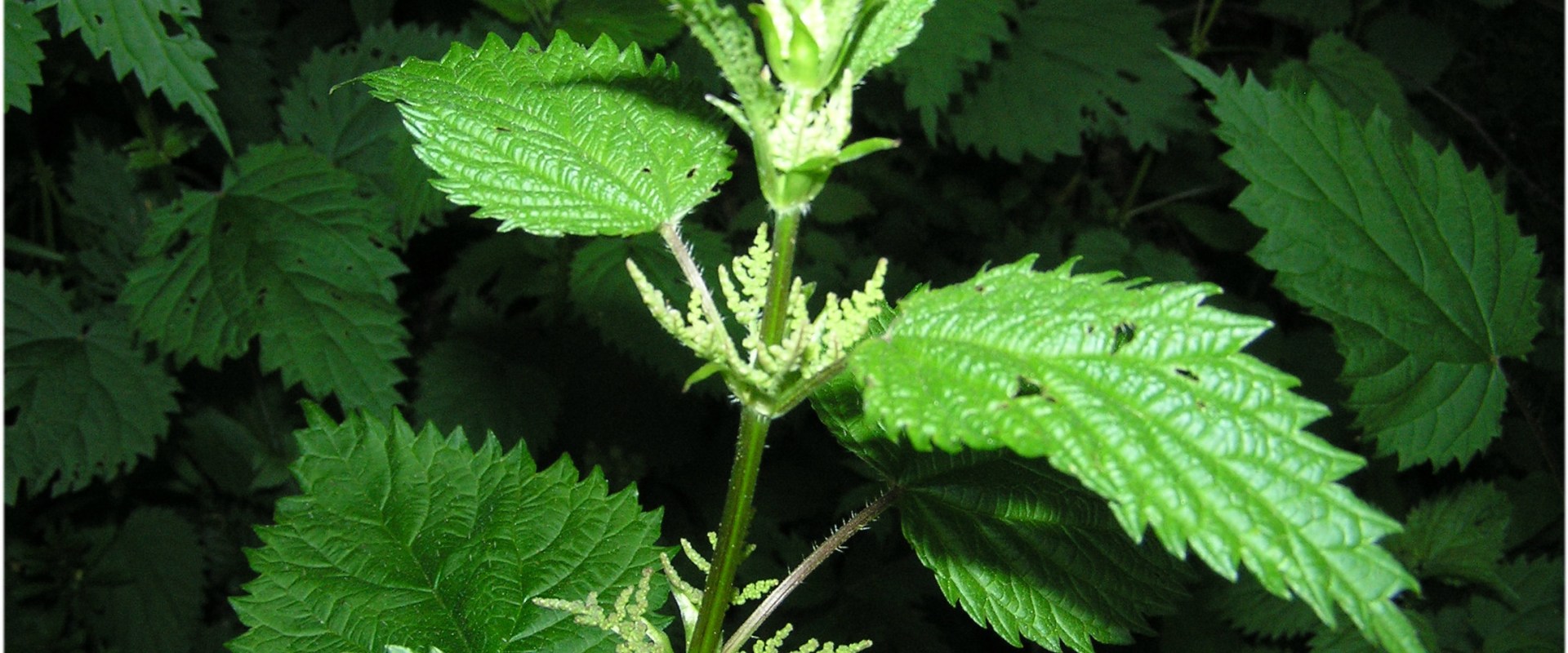 The Comprehensive Guide to Stinging Nettle Benefits and Safety