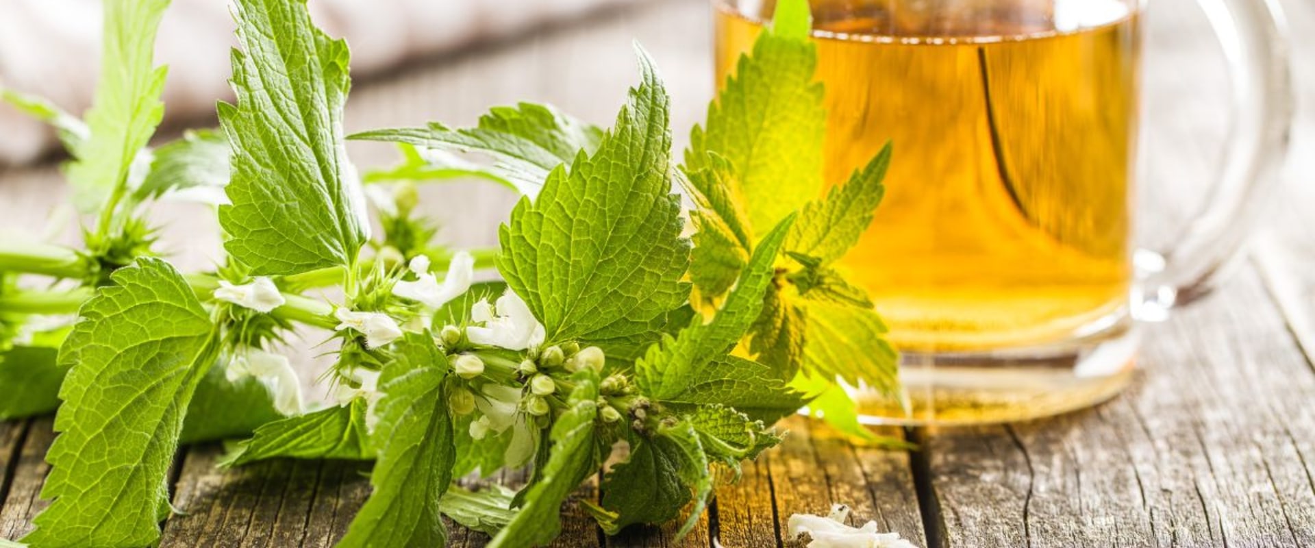 The Incredible Health Benefits of Nettle Tea: Exploring Stinging Nettle Benefits
