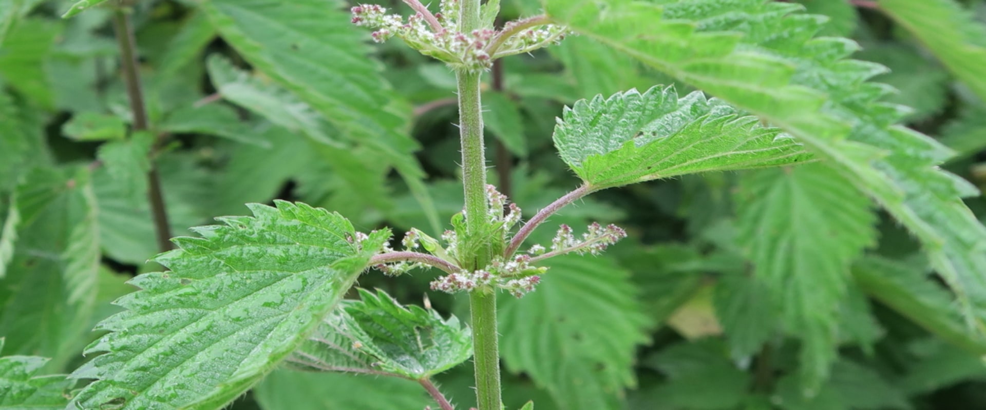 The Power of Nettles: Unlocking the Health Benefits of Stinging Nettle for Improved Blood Circulation