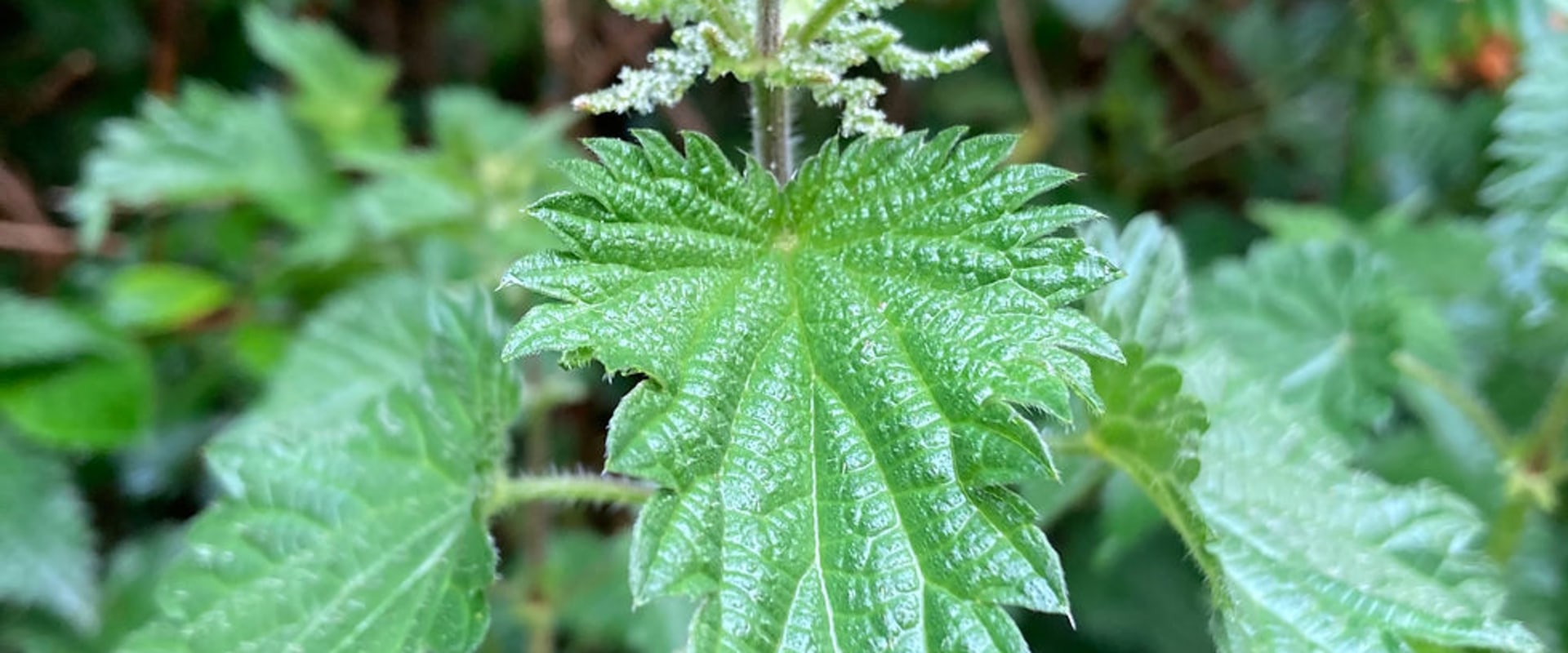 The Power of Nettle: Unveiling the Blood-Cleansing Benefits of Stinging Nettle