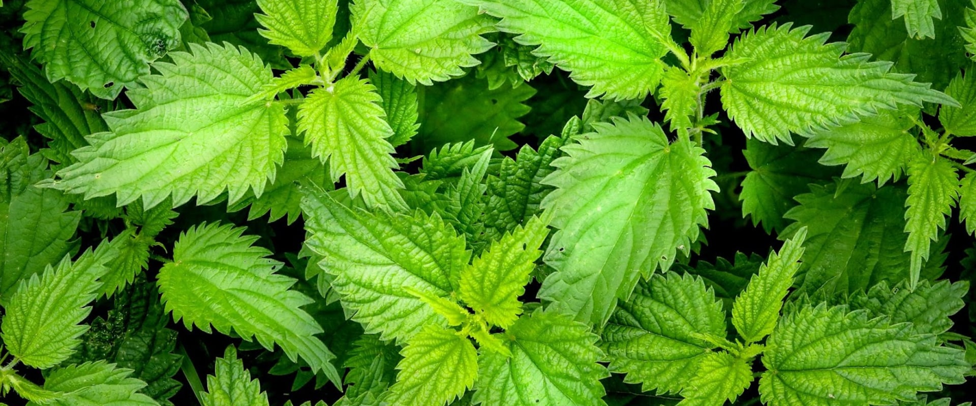 The Healing Power of Nettle: A Comprehensive Guide to Its Detoxifying Properties