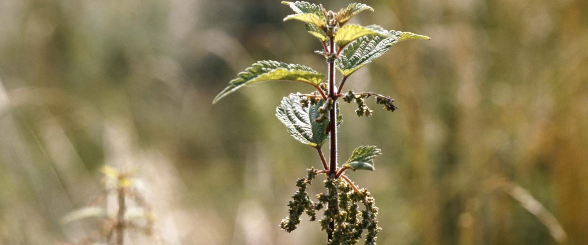 The Truth About Stinging Nettle: Separating Fact from Fiction on Its Benefits
