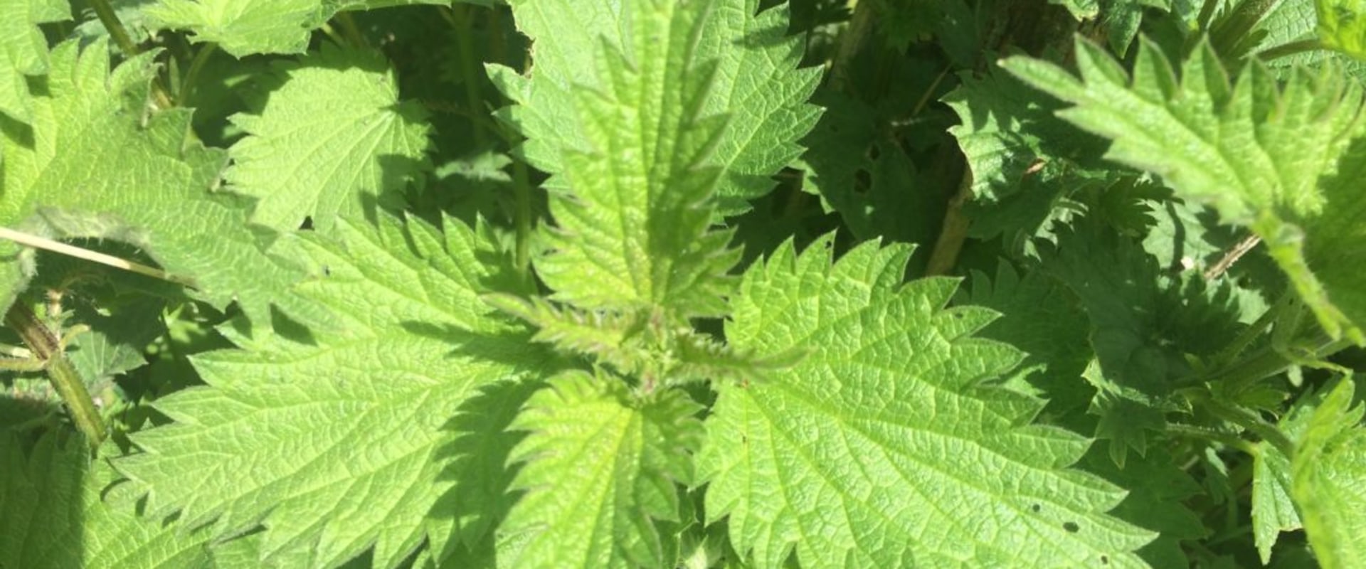 The Dark Side of Nettle: Uncovering Its Adverse Effects and Benefits