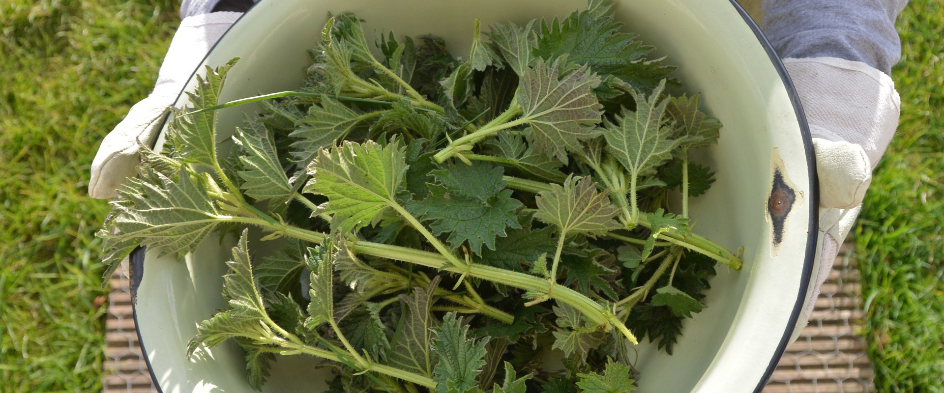 The Incredible Benefits of Nettle: A Comprehensive Guide to Its Detoxifying Powers