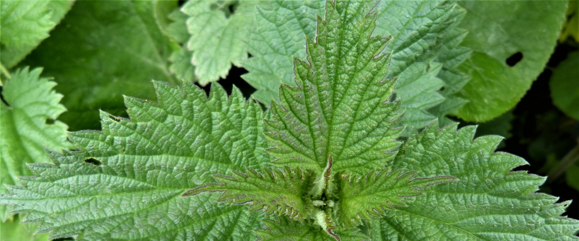 Understanding the Potential Dangers of Stinging Nettle: Who Should Avoid It?