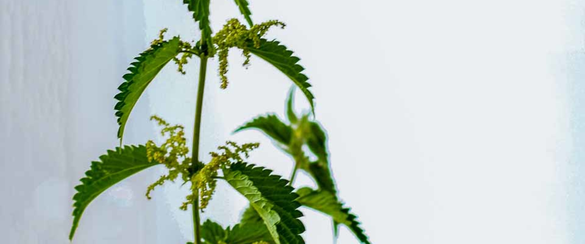 The Incredible Benefits of Nettle: A Herbal Expert's Perspective