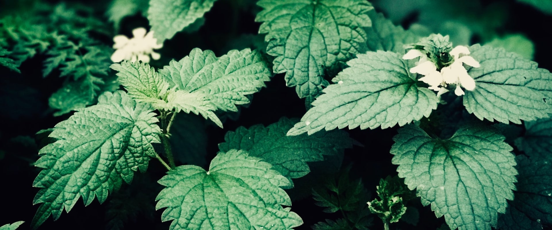 The Dangers of Nettle Tea: Who Should Avoid It?