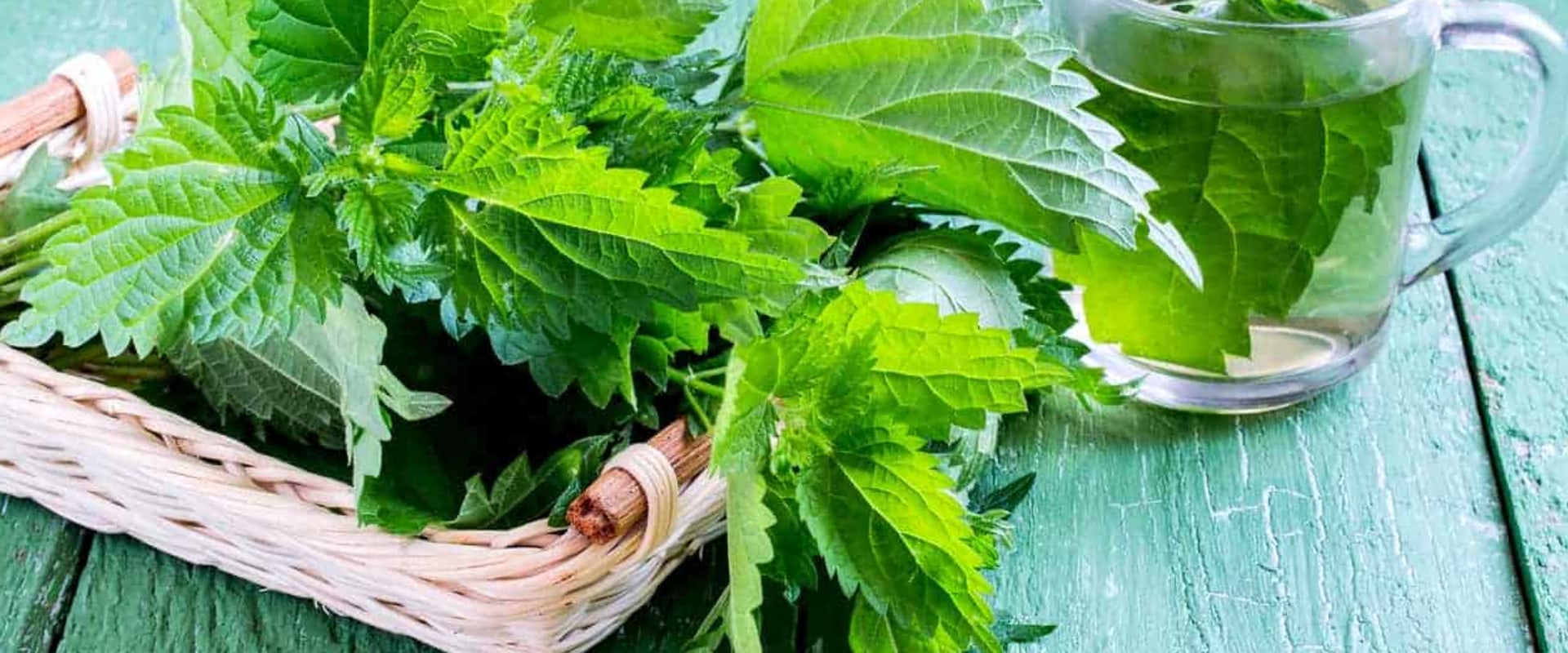 Exploring the Benefits of Nettle Tea for Kidney Health