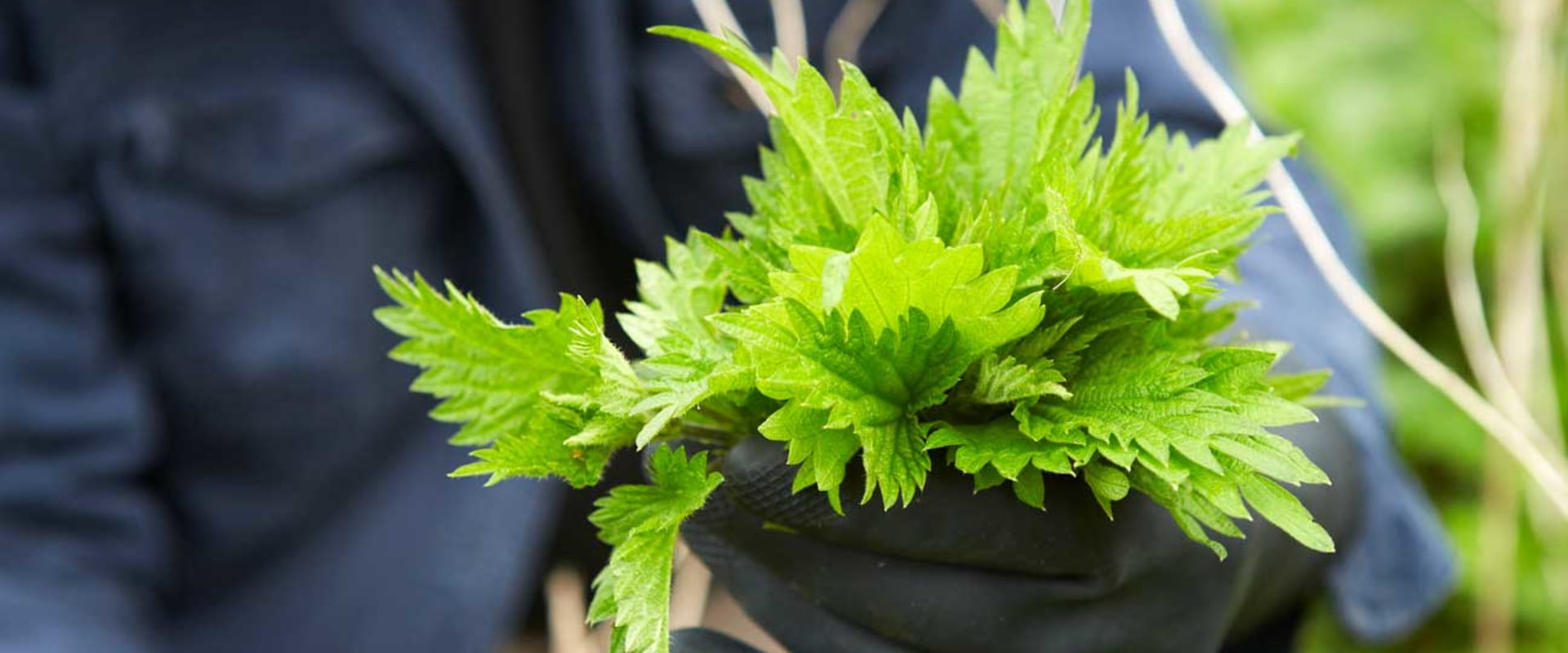 The Comprehensive Guide to the Pros and Cons of Adding Stinging Nettle to Your Daily Routine
