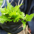 The Comprehensive Guide to the Pros and Cons of Adding Stinging Nettle to Your Daily Routine